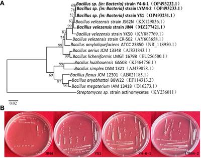 Multiple omics revealed the growth-promoting mechanism of Bacillus velezensis strains on ramie